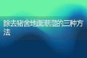 除去猪舍地面潮湿的三种方法