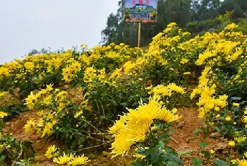 菊花的春季养护要点