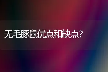 无毛豚鼠优点和缺点？