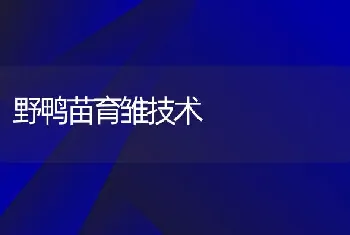 野鸭苗育雏技术