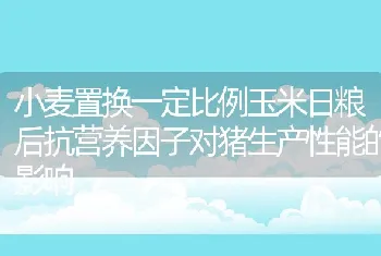 小麦置换一定比例玉米日粮后抗营养因子对猪生产性能的影响