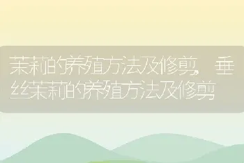 茉莉的养殖方法及修剪，垂丝茉莉的养殖方法及修剪