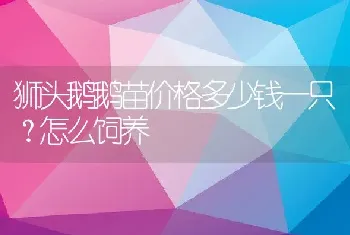 狮头鹅鹅苗价格多少钱一只？怎么饲养