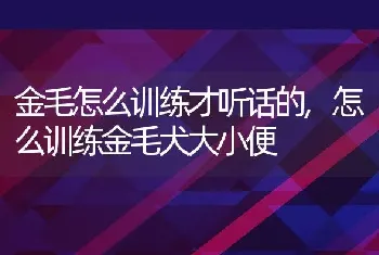 金毛怎么训练才听话的，怎么训练金毛犬大小便