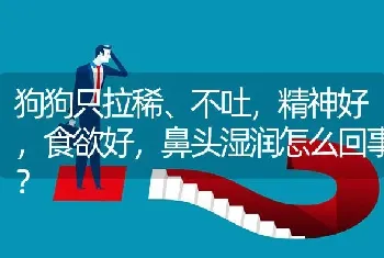 狗狗只拉稀、不吐，精神好，食欲好，鼻头湿润怎么回事？