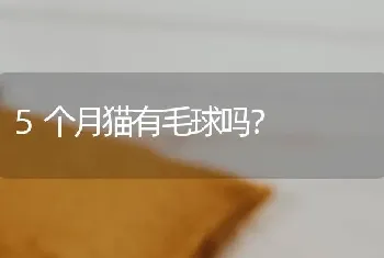 5个月猫有毛球吗？