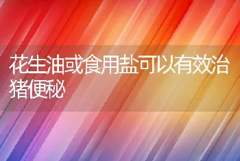 花生油或食用盐可以有效治猪便秘