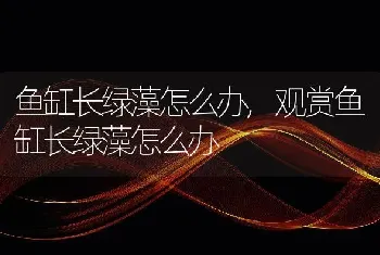 鱼缸长绿藻怎么办，观赏鱼缸长绿藻怎么办