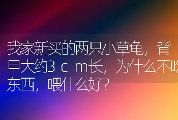 我家新买的两只小草龟，背甲大约3cm长，为什么不吃东西，喂什么好？