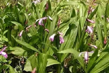 白芨的田间管理要点