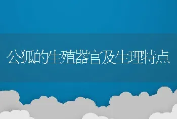 公狐的生殖器官及生理特点