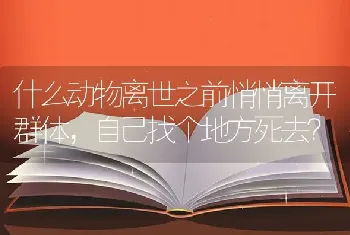 什么动物离世之前悄悄离开群体，自己找个地方死去？