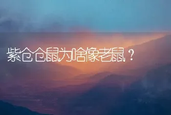 紫仓仓鼠为啥像老鼠？