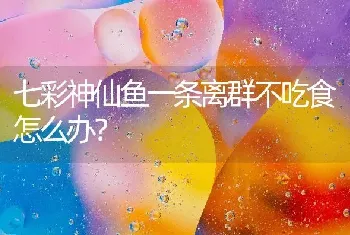 七彩神仙鱼一条离群不吃食怎么办？