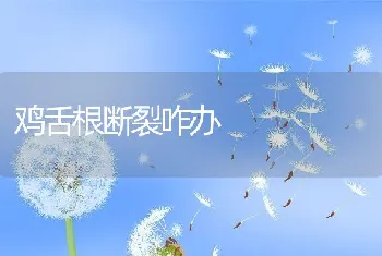 鸡舌根断裂咋办