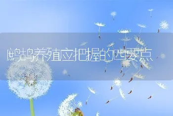 鹧鸪养殖应把握的四要点