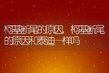 柯基断尾的原因，柯基断尾的原因和泰迪一样吗