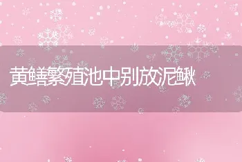 黄鳝繁殖池中别放泥鳅