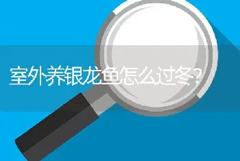 室外养银龙鱼怎么过冬？