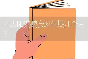 小太阳鹦鹉会返生期几个月？