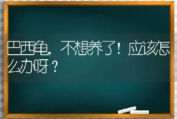 巴西龟，不想养了！应该怎么办呀？