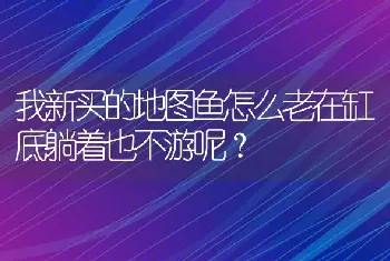 我新买的地图鱼怎么老在缸底躺着也不游呢？