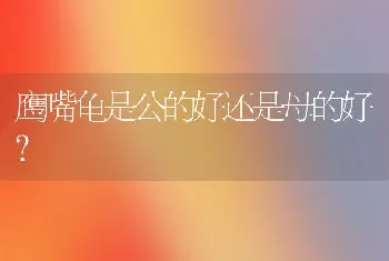 鹰嘴龟是公的好还是母的好？