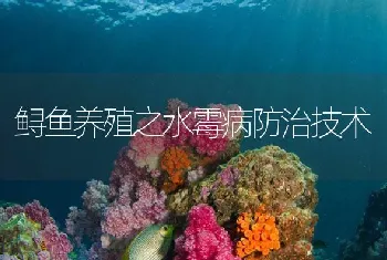 鲟鱼养殖之水霉病防治技术