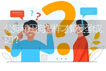 公狗和母狗怎样才算受孕成功？