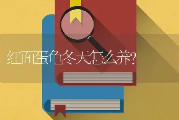 红面蛋龟冬天怎么养？