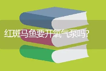 红斑马鱼要开氧气泵吗？