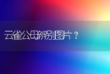 云雀公母辨别图片？