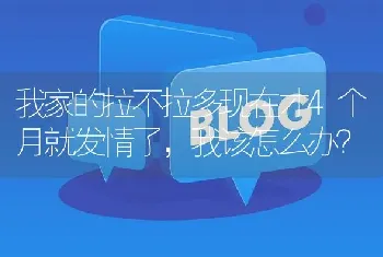 我家的拉不拉多现在才4个月就发情了，我该怎么办？