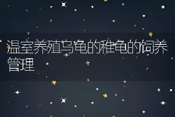 温室养殖乌龟的稚龟的饲养管理