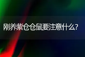 刚养紫仓仓鼠要注意什么？