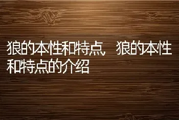 狼的本性和特点，狼的本性和特点的介绍