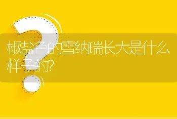 椒盐色的雪纳瑞长大是什么样子的？