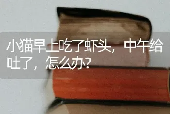 小猫早上吃了虾头，中午给吐了，怎么办？