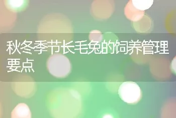 秋冬季节长毛兔的饲养管理要点