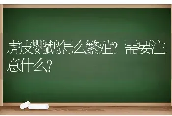 虎皮鹦鹉怎么繁殖?需要注意什么？