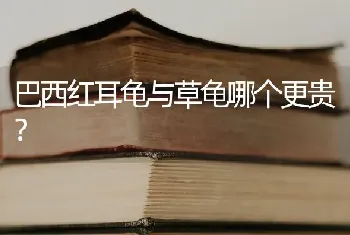 巴西红耳龟与草龟哪个更贵？