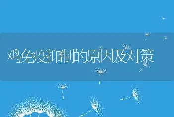 鸡免疫抑制的原因及对策