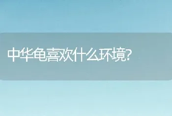 中华龟喜欢什么环境？