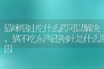 猫咪呕吐吃什么药可以解决，猫不吃东西还呕吐是什么原因