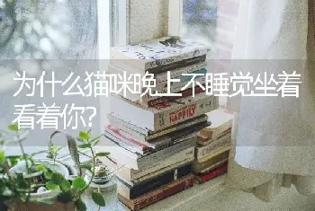 为什么猫咪晚上不睡觉坐着看着你？