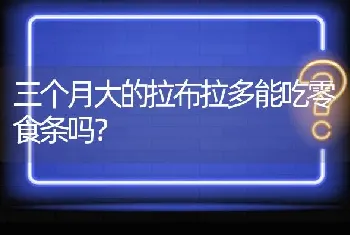 三个月大的拉布拉多能吃零食条吗？