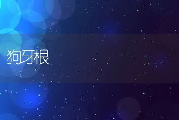 狗牙根