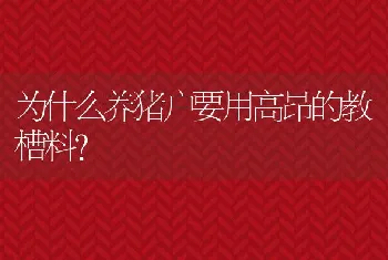 为什么养猪户要用高昂的教槽料？