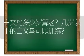 白文鸟多少岁算老？几岁以下的白文鸟可以训练？