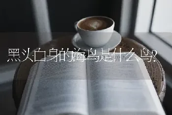 黑头白身的海鸟是什么鸟？